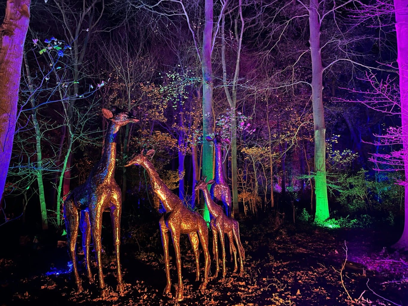 Top Tips Christmas Lights Trail at Bolesworth |Review