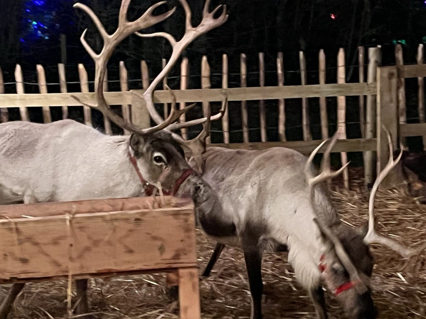 Top Tips Christmas Lights Trail at Bolesworth |Review