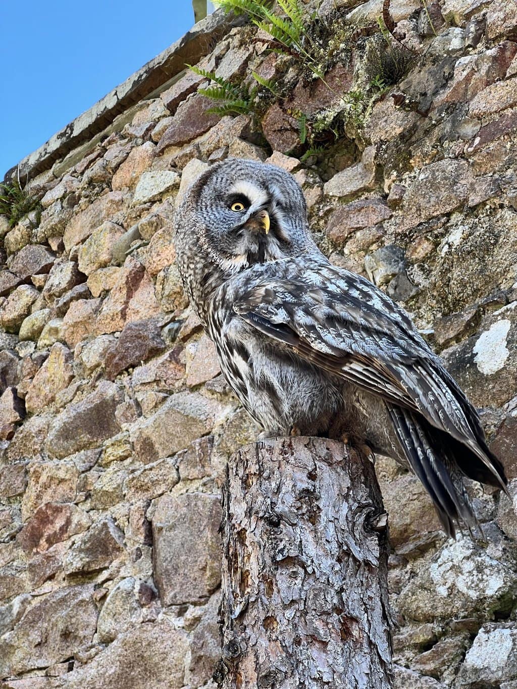 Muncaster castle